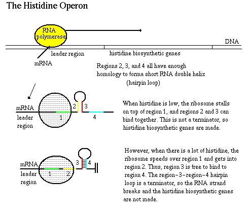 His Operon