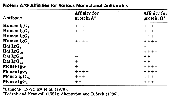Protein A/G Affinities for Antibodies from Monoclonal Antibodies