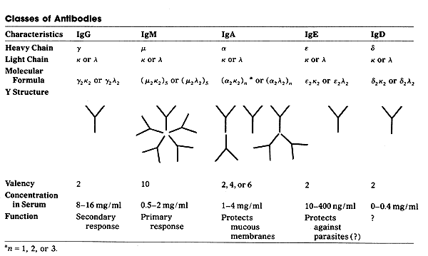 Classes of Antibodies